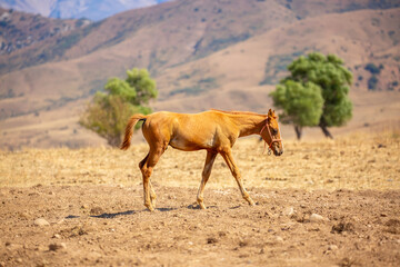 A herd of horses graze in the meadow in summer, eat grass, walk and frolic. Pregnant horses and foals, livestock breeding concept.