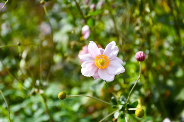 Pretty pink Japanese anemone flowering in a domestic garden. Delicate pink and very beautiful.