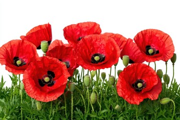Obraz premium Vibrant red poppy flowers with green buds against a white background.