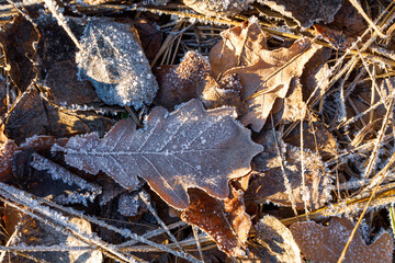 A landscape of nature shrouded in the first frost: frost-covered plants and ice patterns create a magical winter atmosphere