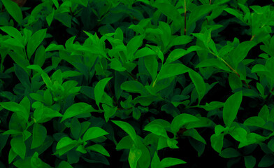 Green hues of freshness and vibrancy fill this close-up shot of leaves, a true display of natural beauty design