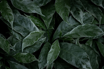 Green hues of freshness and vibrancy fill this close-up shot of leaves, a true display of natural beauty design