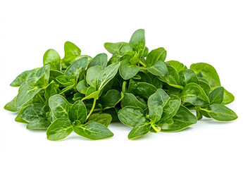 Fototapeta premium Vibrant Fresh Basil Leaves Showcasing Culinary Delight