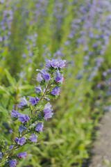 Naklejka premium Bright wildflowers against the backdrop of a green meadow, creating a picturesque atmosphere and a pleasing palette of nature