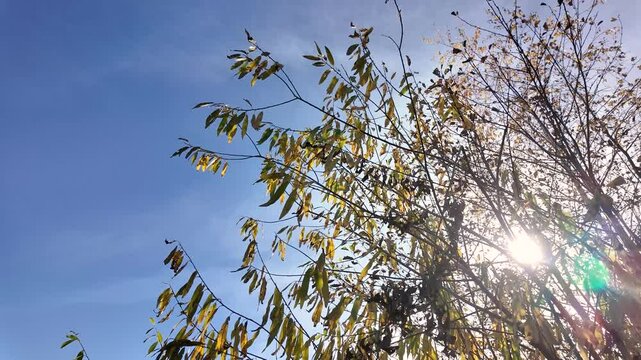 Yellowing leaves in the sunlight on the background of a forest lake in windless weather, natural autumn landscape