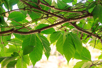 A close-up of a green leaf with fine veins that reflects light, highlighting its texture and the natural beauty of nature