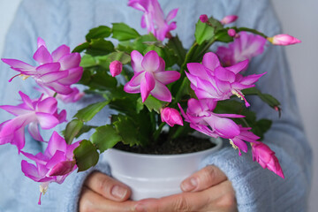 Woman holding in hands blooming Schlumbergera truncata also know as Thanksgiving cactus.
