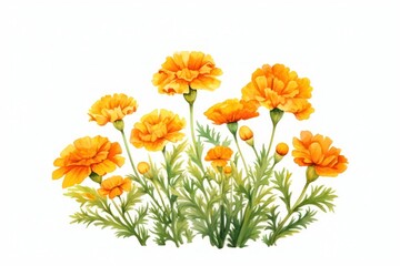 Marigold flower garden plant petal herbs.