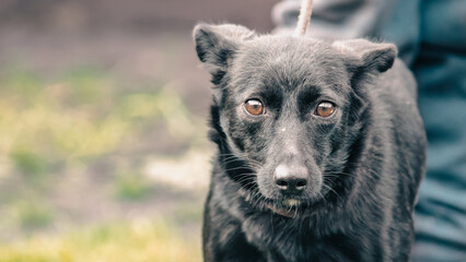 black mongrel dog on a leash