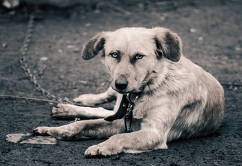 mongrel dog on a chain in a farm