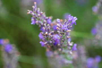 Lavendar in top view with blurry bokeh background view