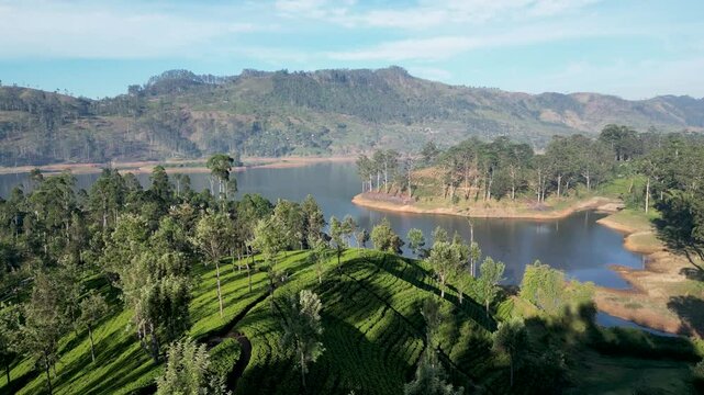 Flying a drone over the tea fields in Hatton, with a huge lake in the distance. Sunny day. Sri Lanka
