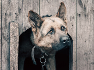 german shepherd on a chain in a wooden doghouse
