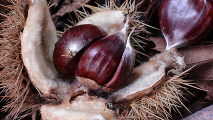 Macro scattata a delle castagne in un bosco nelle colline attorno a Tassarolo.