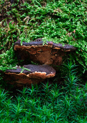 Macro scattata in un bosco nelle colline attorno a Tassarolo.