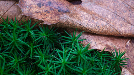Macro scattata in un bosco nelle colline attorno a Tassarolo.