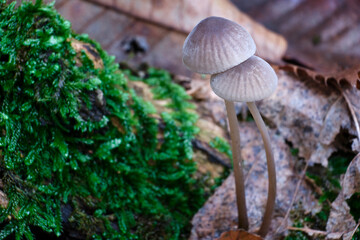 Macro scattata a dei funghi in un bosco nelle colline attorno a Tassarolo.