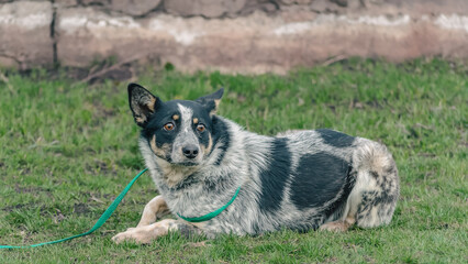 frightened black and white dog mongrel on a leash lies on green grass