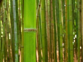An aesthetic background made of green bamboo, conveying an atmosphere of calm and natural harmony for various designs