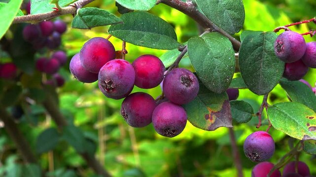 Red fruits on a bush Cotoneaster sp. - Angiosperms, Rosaceae, Malinae