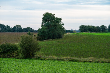 Colorful agriculture fields and hills at the Flemish countryside in Willebringen, Boutersem, Belgium