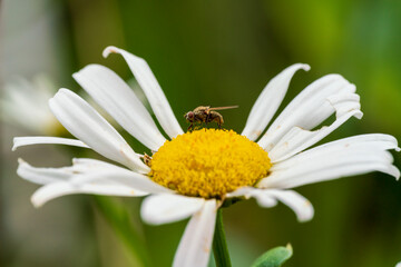 White Daisy flower in close up view with a fly on top of the head