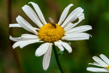 Obraz premium White Daisy flower in close up view with a fly on top of the head