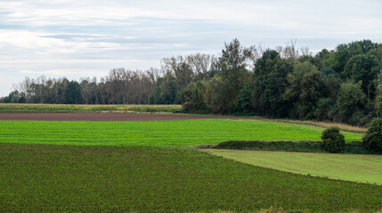 Colorful agriculture fields and hills at the Flemish countryside in Willebringen, Boutersem, Belgium