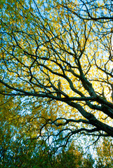 Naklejka premium Tree in the autumn in park in Reykjavik, Iceland
