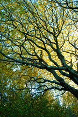 Tree in the autumn in park in Reykjavik, Iceland