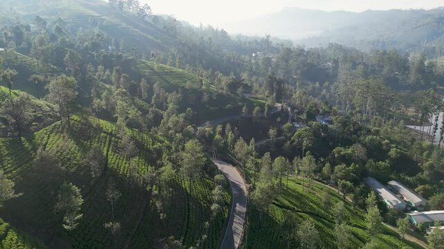 Flying a drone over the tea fields in Hatton. Early morning hour. Sri Lanka