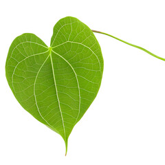 Single redbud leaf isolated on a transparent background, highlighting its unique shape and vibrant green color.