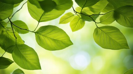 Obraz premium Soft green background with fresh leaves, perfect for nature-themed designs or eco-friendly product presentations. Simple and vibrant with room for text.