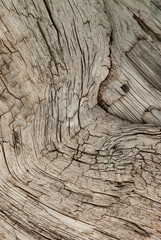 Old tree trunk with twigs, in Iceland