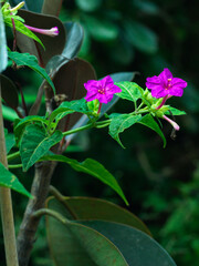 Mirabilis jalapa is panicum miliaceum, native to tropical America, and widely planted as a green plant in China.