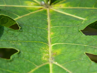 Green leaf background from tropical area