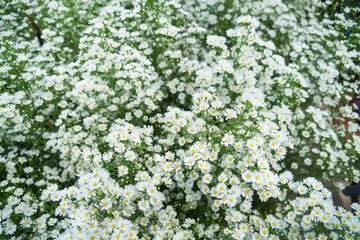 A Lush Field of Tiny White Flowers with Vibrant Green Leaves Creating a Serene Natural Backdrop