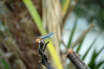 A Blue-Gray Gnatcatcher bird perched on a tree branch in summer Florida shrubs
