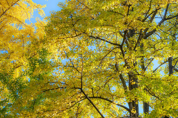 Ginkgo leave. Yellow ginkgo leave in autumn with blue sky