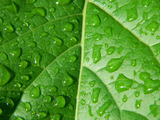 green leaf with water drops