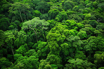 Aerial View of Lush Amazon Rainforest Canopy  