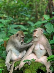 japanese macaque family