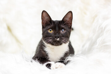 An adorable and charming Black and White Cat is relaxing on a warm and soft white fur