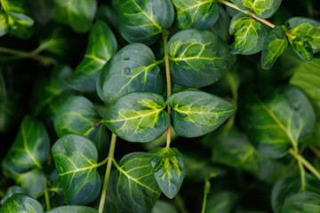 Branch of bright bigleaf periwinkle in spring. Detail of dark green leaves and foliage. Vinca major from the Apocynaceae family. Seasonal wallpaper for design. Natural background.