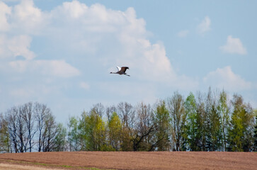 The common cranes (Grus grus), also known as the Eurasian crane,  sing in the sky on an early spring day, gloomy environment, horizontal
