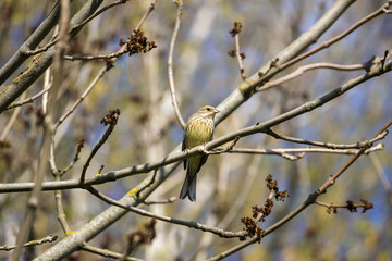 The yellowhammer (Emberiza citrinella) is perched on a branch, looking to the right, illuminated by the sun. Side view, close up, horizontal.