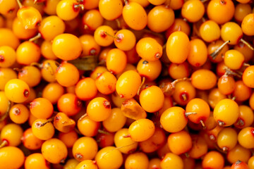 Sea buckthorn berries. Fresh ripe sea buckthorn as a background, top view. Juicy ripe yellow...
