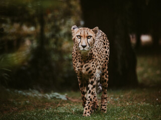 Portrait eines auf den Betrachter zulaufenden männlichen Geparden (Acinonyx jubatus) in einem herbstlichen Zoogehege (Münster, Deutschland) © Michael