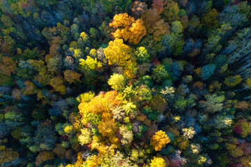 Aerial view of lush forest with colorful canopies in autumn woods on sunny day. Landscape of autumnal wild nature