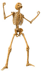 3D Rendering Human Skeleton on White